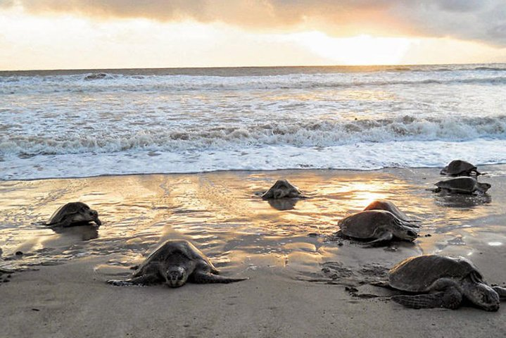 Tortuguero. Turtle Nesting